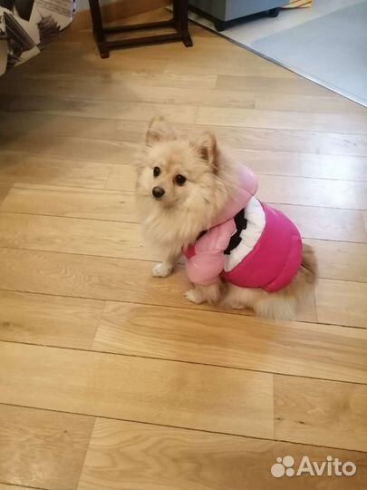 Комбинезоны для собак