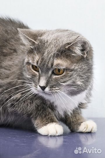 Ласкуше Шанечке очень нужен дом