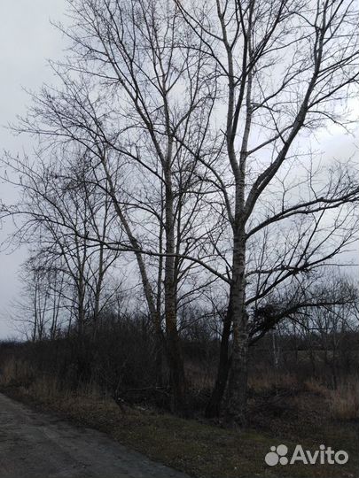 Спил деревьев