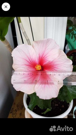 Сортовые гибискусы