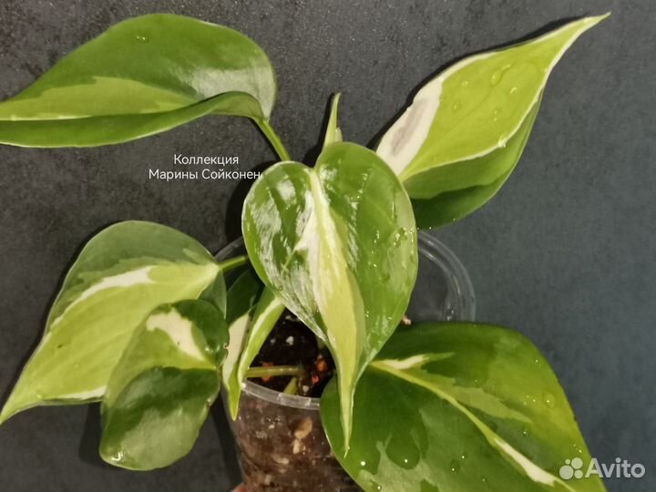 Редкие сциндапсусы