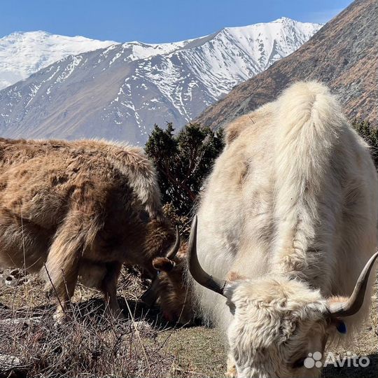 Тур в Непал Трекинг вокруг Анапурны