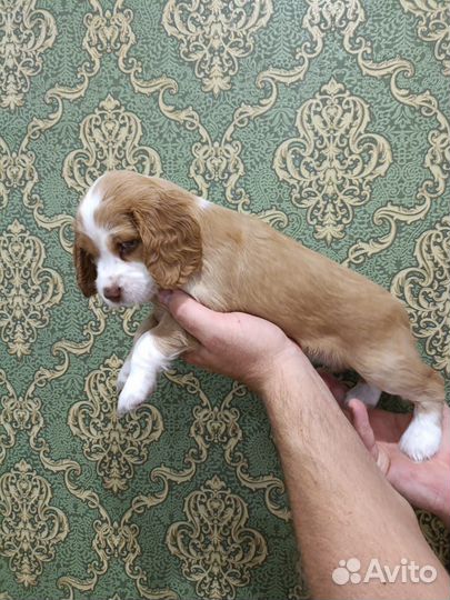 Русский спаниель