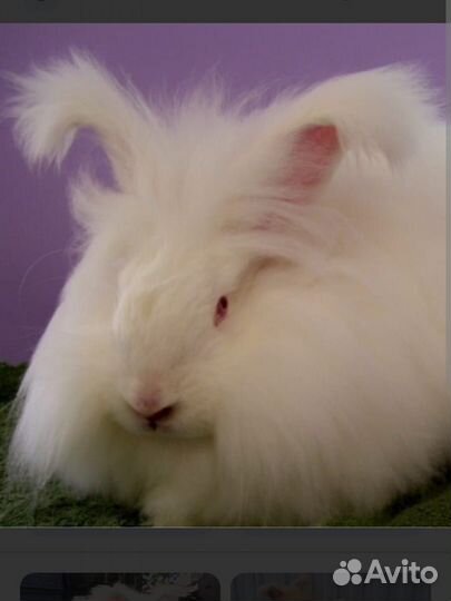 Пряжа из пуха ангорского кролика