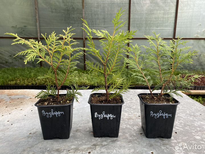 Туя западная Вудварди