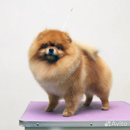 Стрижка шпицев