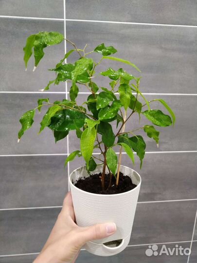 Фикус Голден моник