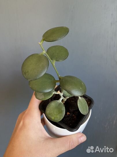 Хойи и не только