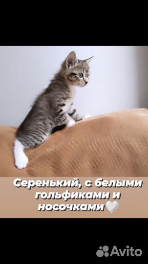 Котятки, в добрые, надежные руки