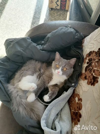 Кошка ищет дом