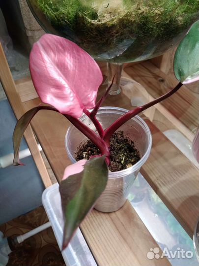 Филодендрон розовая и белая принцесса, ред хард