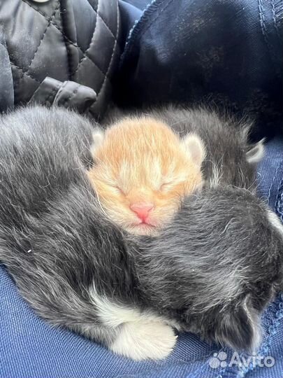 Котята в самые добрые руки