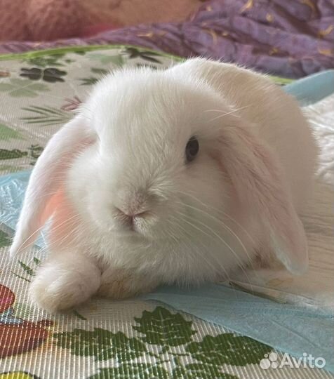 Кролик девочка в добрые руки