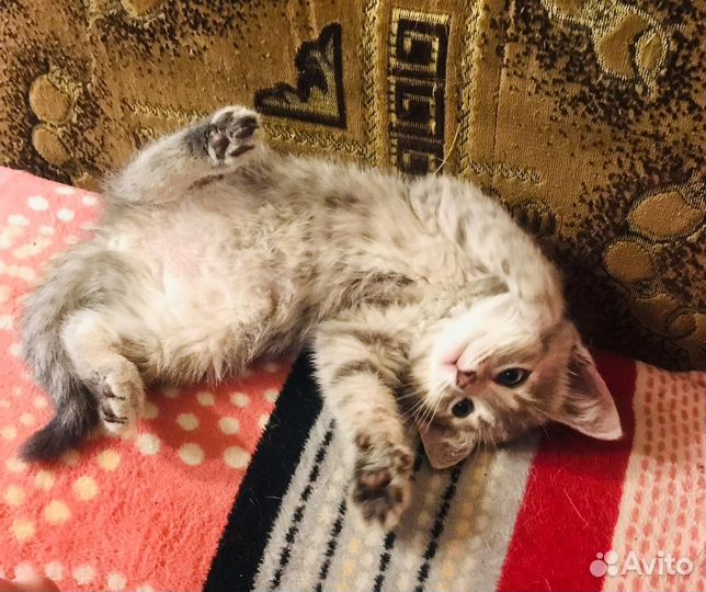 Маленькая Тонечка хочет домой