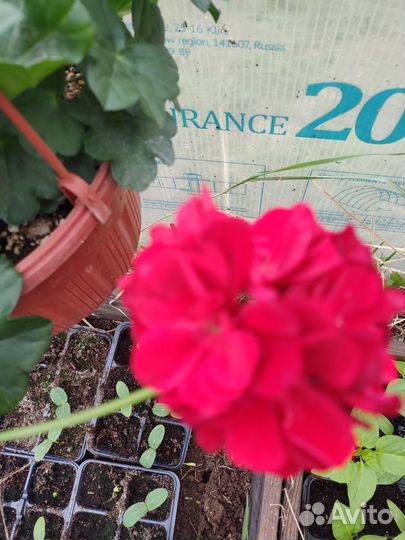 Герань пеларгония розебудная кашпо