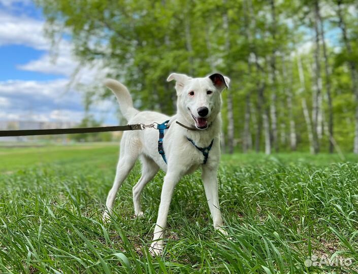 Кокос в поисках дома