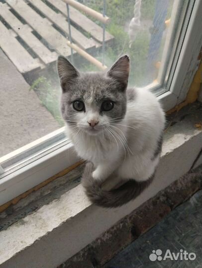 Кошки в добрые руки бесплатно