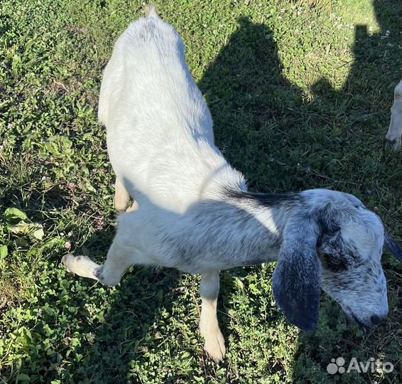 Продаются козочки