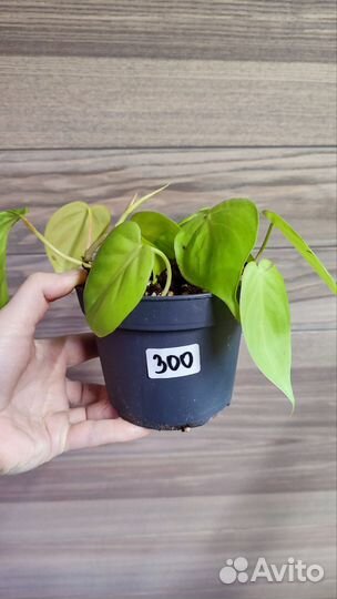 Филодендроны, ч. 1