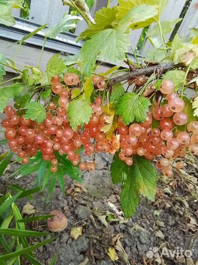 Красная смородина розовая чёрная