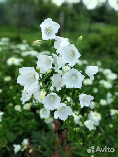 Садовые цветы