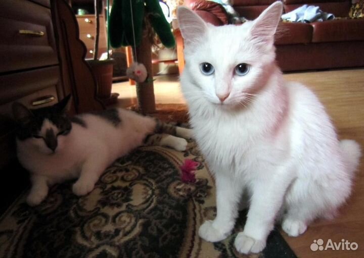 Отдам котиков