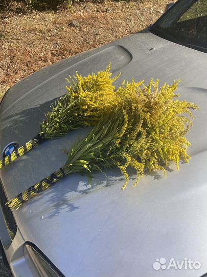 Травы для бани