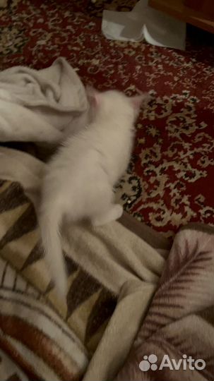 Котенок породистый в хорошие руки