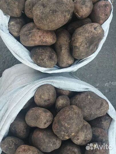 Картошка домашняя выращена на огороде без химии