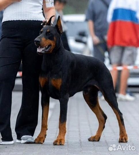 Щенки добермана