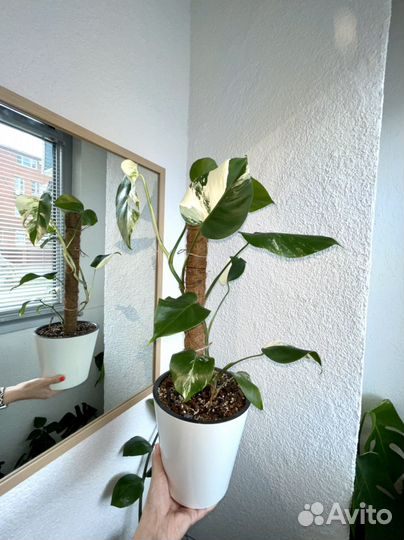 Монстера вариегатная альба