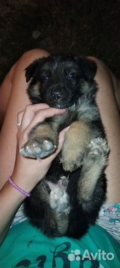 Продам щенков немецкой овчарки