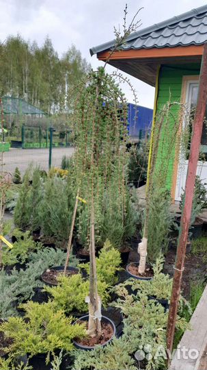 Лиственница на штамбе