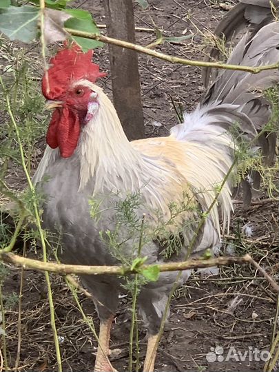 Петух на племя леггорн изабелла