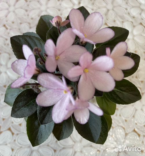 Jolli Fireball, Н-Дюймовочка