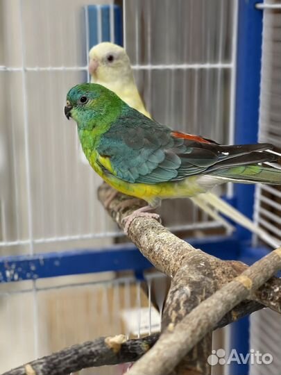 Певчие попугаи (пара)