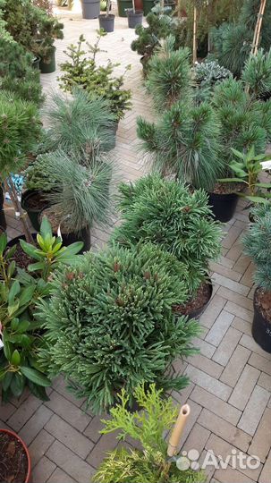 На штамбе редкости хвойные новая поставка