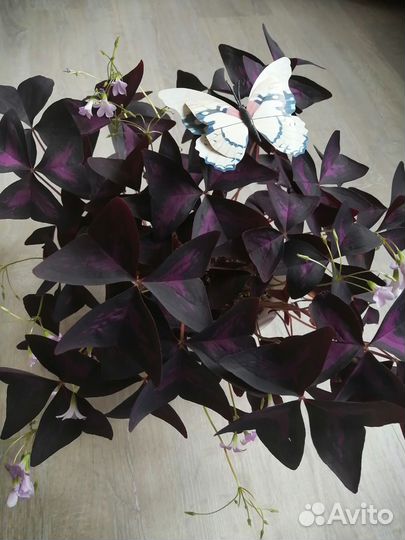 Кислица оксалис