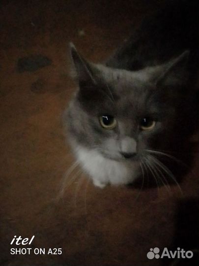 Русская голубая кошка