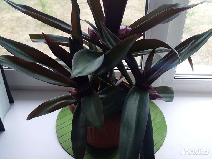 Комнатный цветок рео