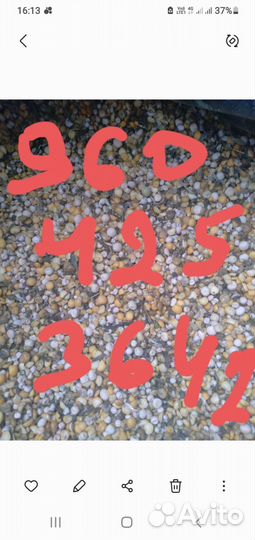 Горох половинки