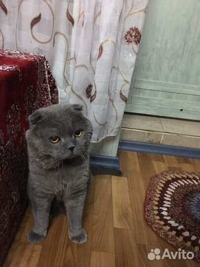 Британские котята