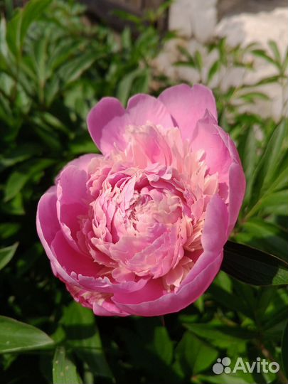 Букет пионов