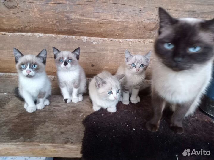 Сиамские котята