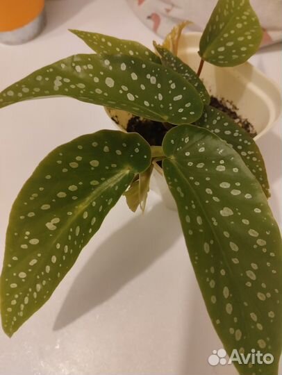 Бегония Тамайя