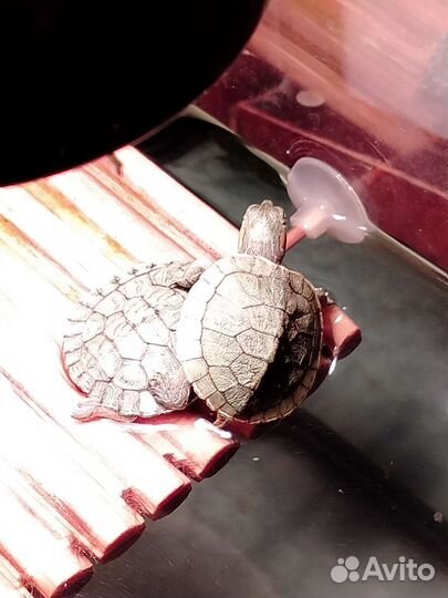 Красноухая черепаха, корм