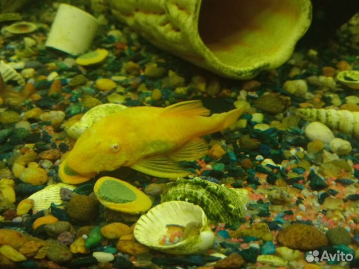 Анцитрус жёлтый.Камень песчанник для аквариума