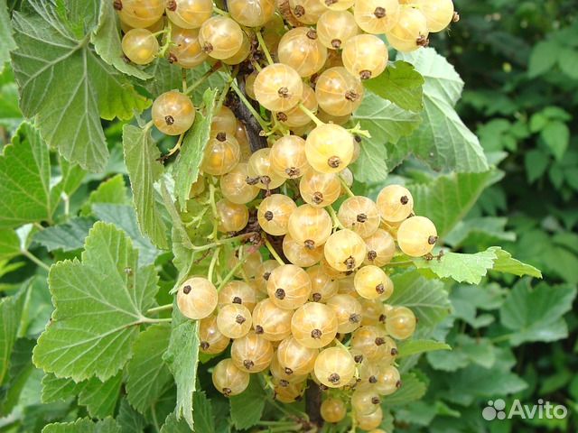 Саженцы смородины