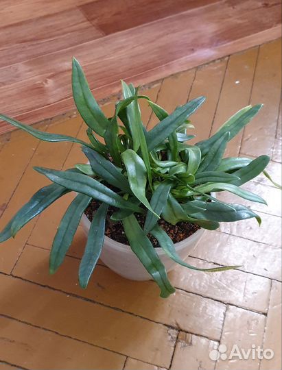 Папоротники, кротоны