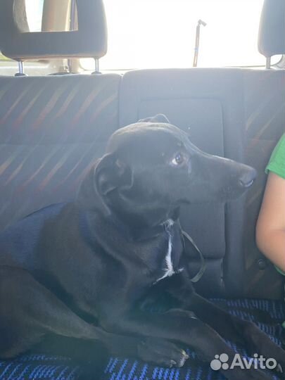 Собака в добрые руки